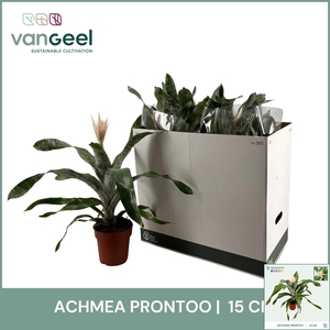 AECH FAS PRONTOO