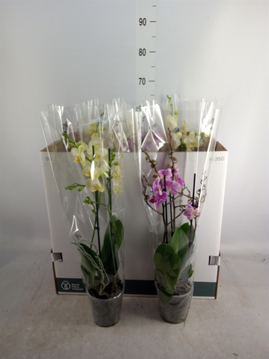 <h4>Phalaenopsis multi.   ...mix  6</h4>