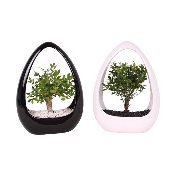 <h4>Bonsai Mixed pot ø15cm in ø23cm Ikebana Ceramic in Black/White</h4>