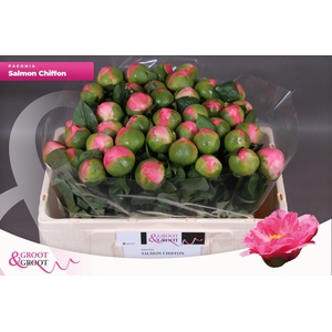 Paeonia Salmon Chiffon | Heavy Quality