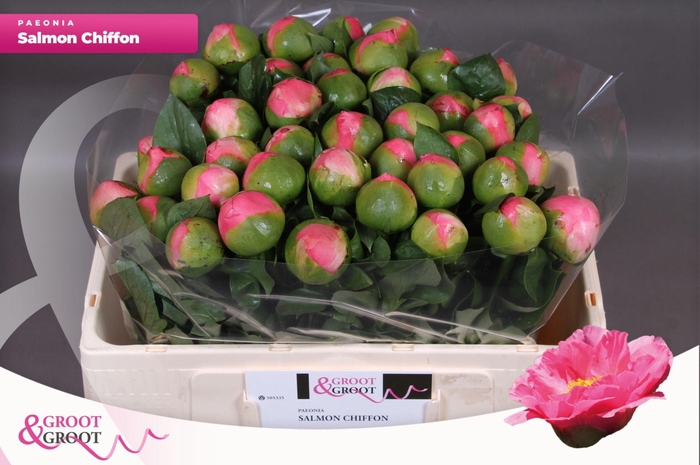 <h4>Paeonia Salmon Chiffon | Heavy Quality</h4>