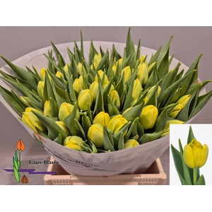 TU DU DOUBLE TROUBLE