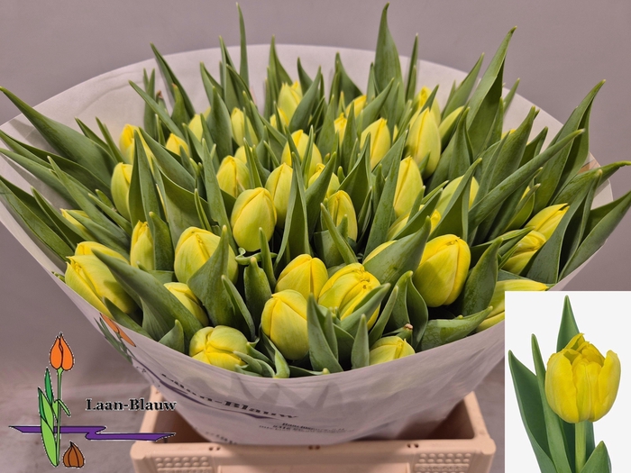 <h4>TU DU DOUBLE TROUBLE</h4>