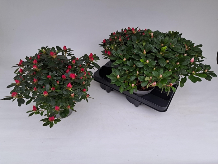 <h4>RHODO SI OV</h4>