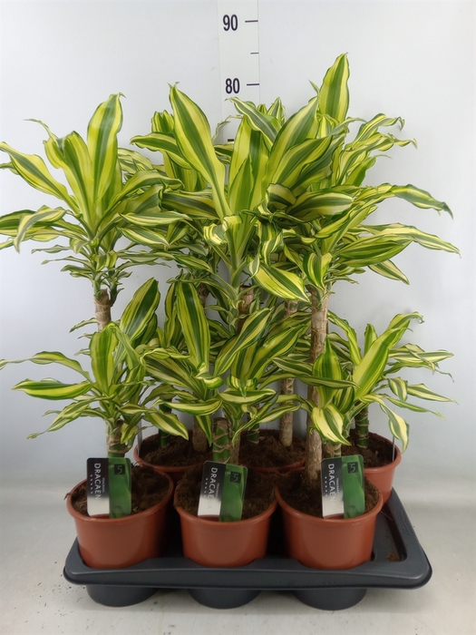 <h4>Dracaena frag. 'Yellow Coast'</h4>