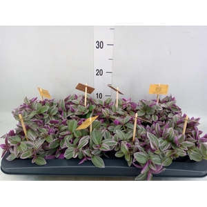 Tradescantia cerinth. 'Sweetness'