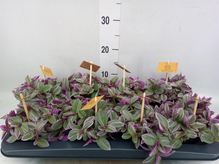 <h4>Tradescantia cerinth. 'Sweetness'</h4>