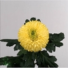 Chrys Gp  Boris Yellow