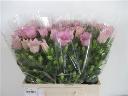 <h4>Camp M Pearl Pink</h4>