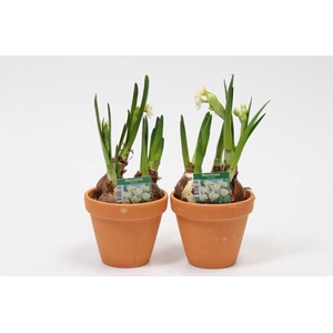 NARCISSUS TAZETTA p121 erlicher stenen pot