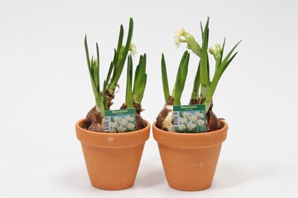 <h4>NARCISSUS TAZETTA p121 erlicher stenen pot</h4>