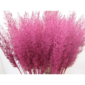 Calamagrostis Brachy Cerise