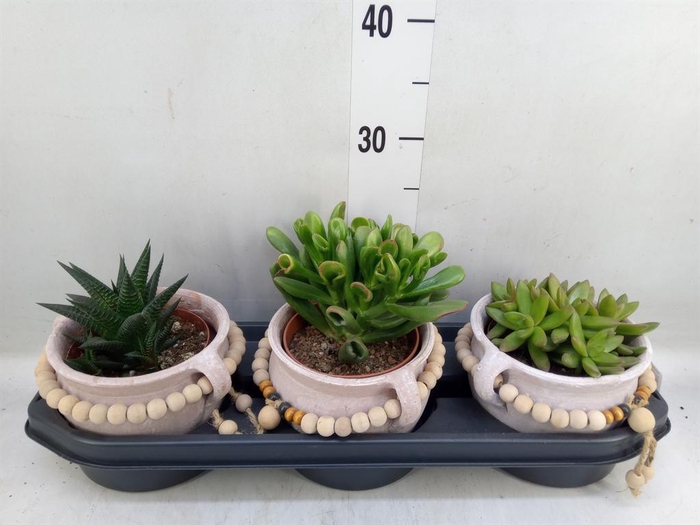<h4>Succulents   ...</h4>