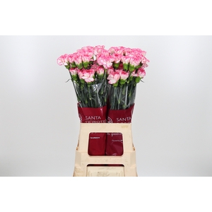 Di St Spritz Blanco Rosa