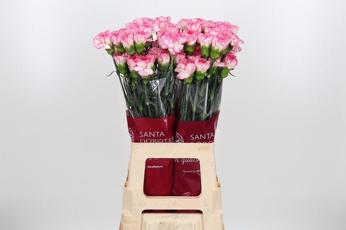 <h4>Di St Spritz Blanco Rosa</h4>