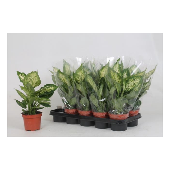 <h4>Dieffenbachia Compacta 12Ø 35cm</h4>