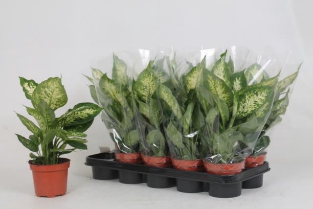 Dieffenbachia Compacta 12Ø 35cm