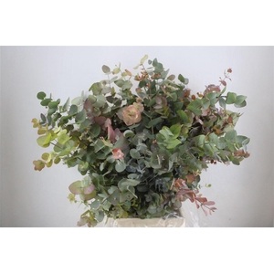 Euca Stuartiana Autumn P Bunch