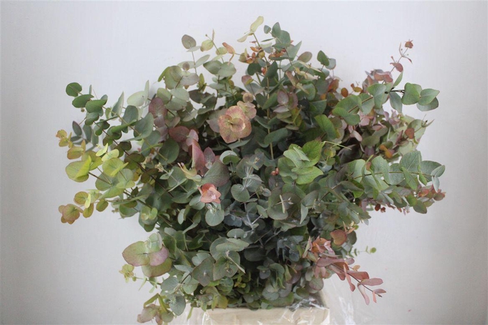 <h4>Euca Stuartiana Autumn P Bunch</h4>