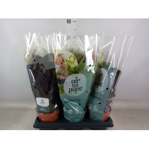 Calathea roseopicta   ...mix
