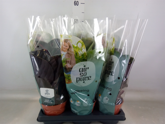 <h4>Calathea roseopicta   ...mix</h4>