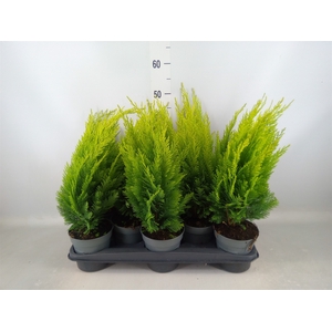 Chamaecyparis laws. 'Ellwoods Emp'
