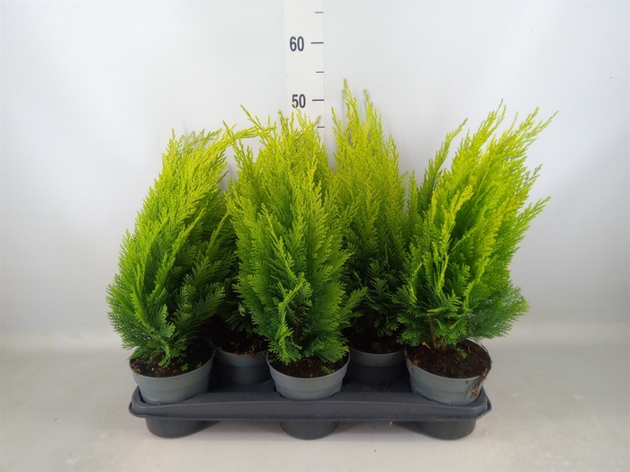 <h4>Chamaecyparis laws. 'Ellwoods Emp'</h4>