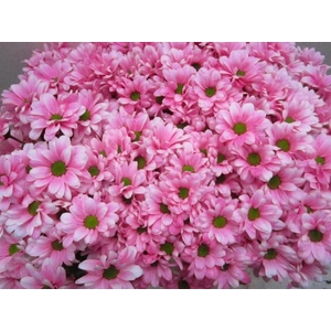 Chr T Bacardi Pastel Pink