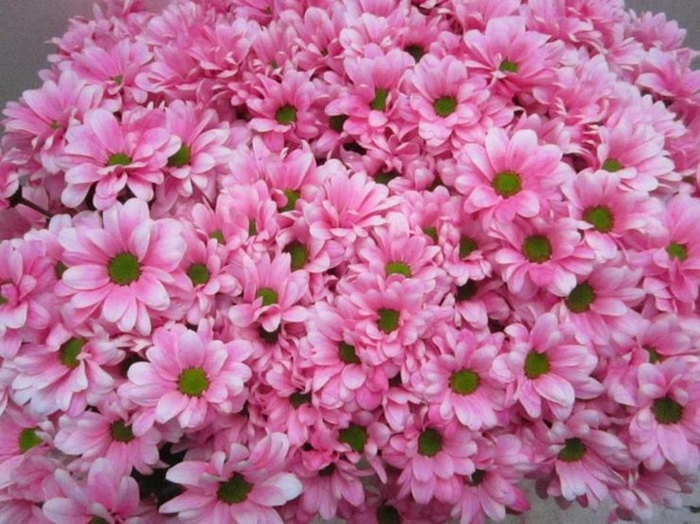 <h4>Chr T Bacardi Pastel Pink</h4>