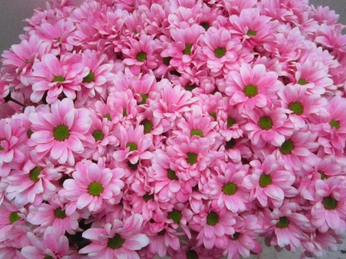 <h4>Chr T Bacardi Pastel Pink</h4>