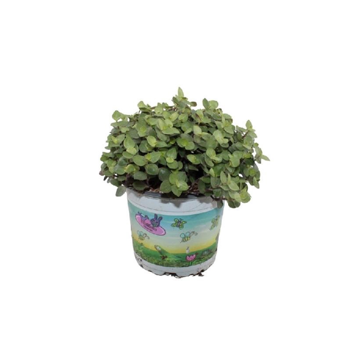 <h4>Callisia Repens</h4>