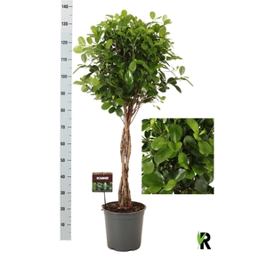 Ficus microcarpa 'Moclame'