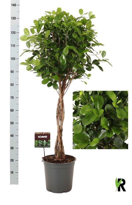 <h4>Ficus microcarpa 'Moclame'</h4>