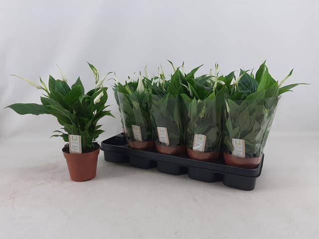 <h4>SPATH MOZART</h4>