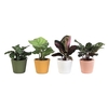 CALATHEA MIX P6 L 65911