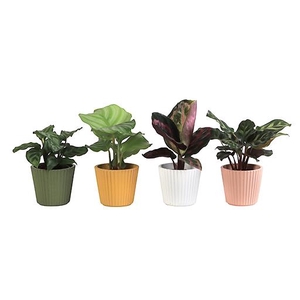 CALATHEA MIX P6 L 65911