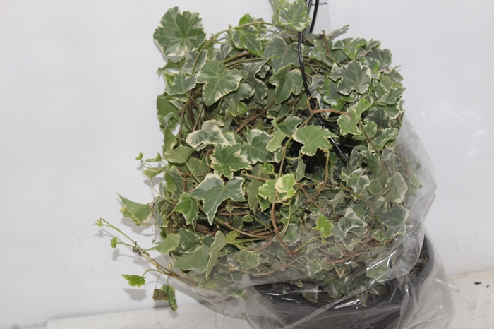 <h4>HEDERA VARIEGATA C21</h4>