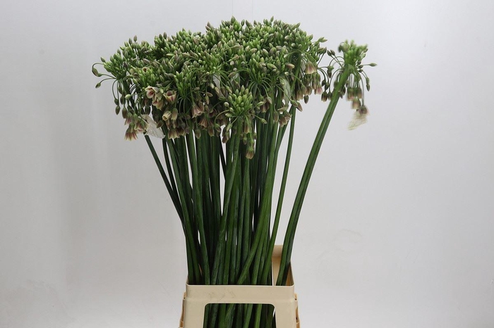 <h4>Nectaroscordum siculum ssp. bu</h4>