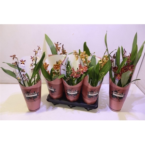 Cambria Grp Gem 3 Kl