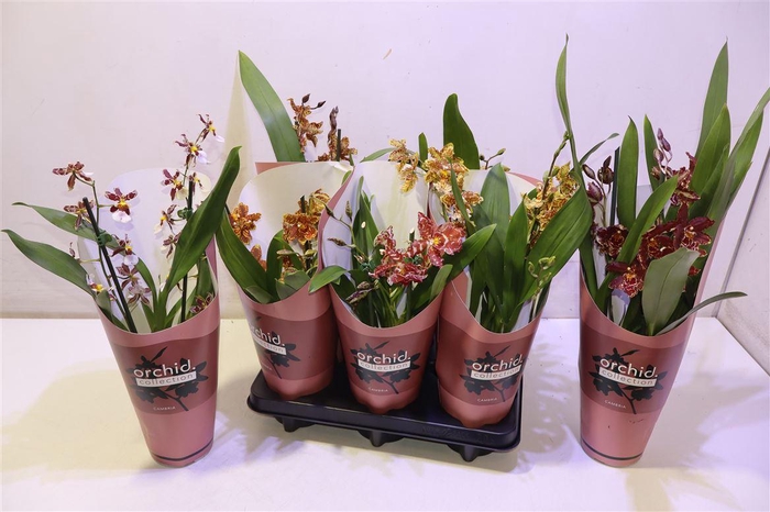 <h4>Cambria Grp Gem 3 Kl</h4>