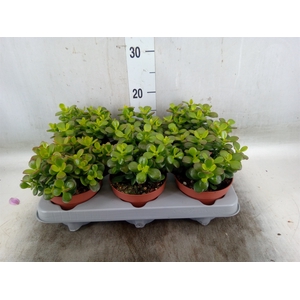 Crassula ovata 'Minor'