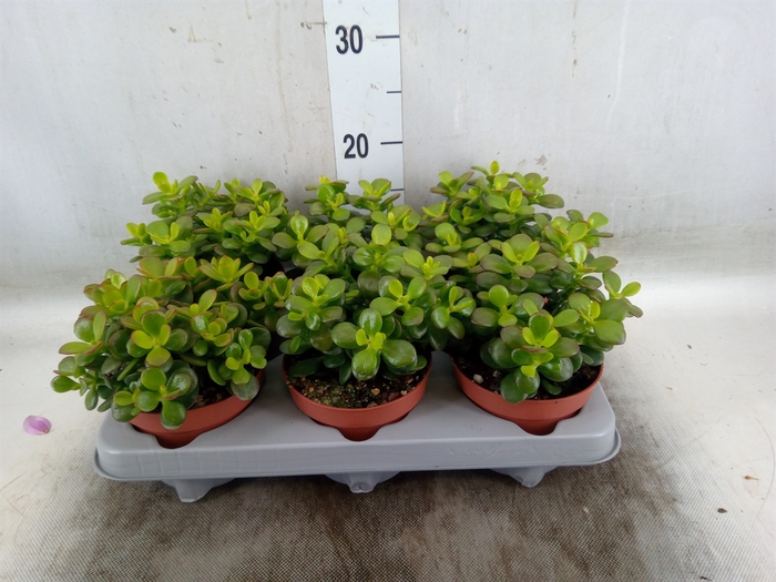 <h4>Crassula ovata 'Minor'</h4>
