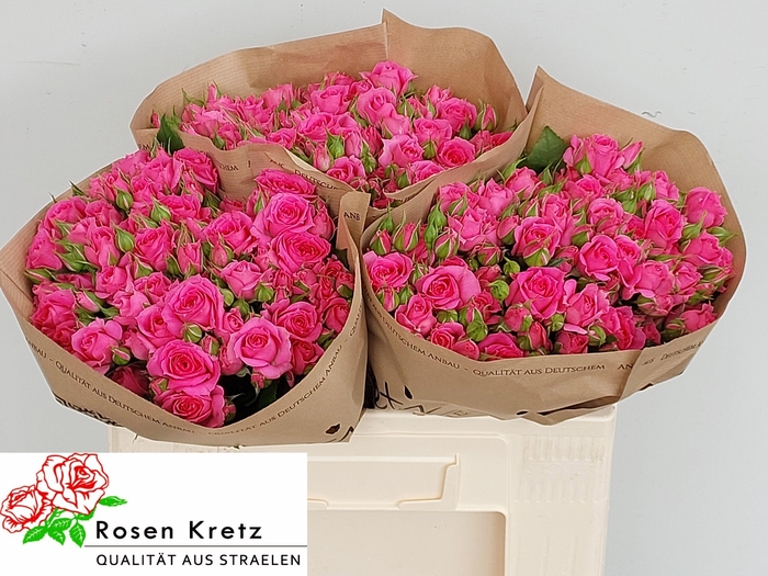 <h4>R TR PINK DIMENSION</h4>