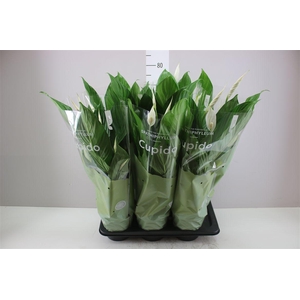 Spathiphyllum Bingo Cupido