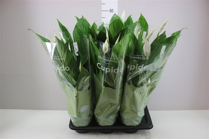 <h4>Spathiphyllum Bingo Cupido</h4>
