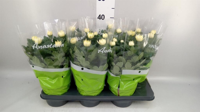 <h4>Chrysanthemum  'Anastasia'</h4>