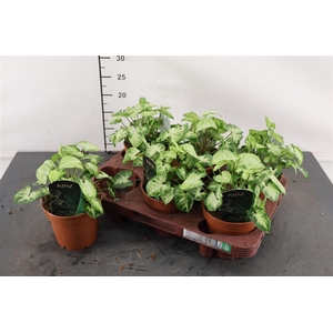 Syngonium 12 Cm. P. Pixie