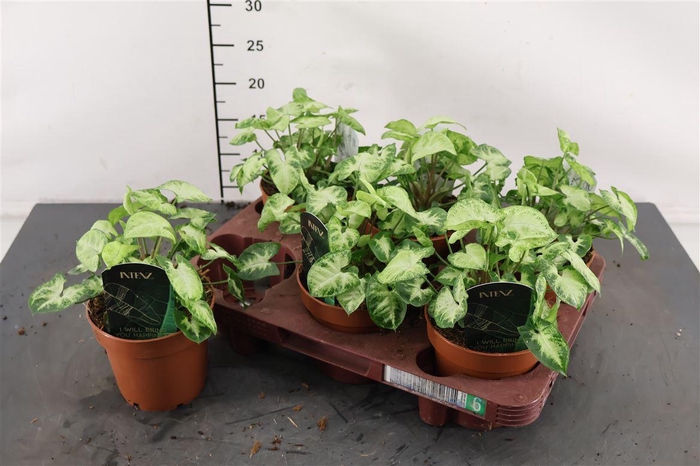 <h4>Syngonium 12 Cm. P. Pixie</h4>