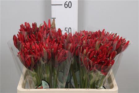 <h4>Ne Sa Lydia</h4>