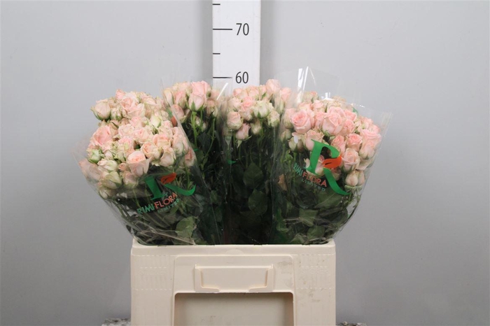 <h4>R Tr Sweet Sara</h4>